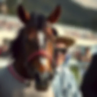 Experience of participants in the horse racing scene